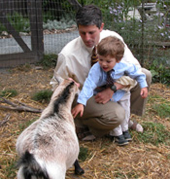 Petting goats